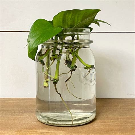 watering pothos indoors